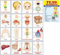Раздаточные карточки "Тело человека" - fgospostavki.ru - Нижний Тагил