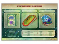 Электрифицированный стенд "Строение клетки" с маркерными полями - fgospostavki.ru - Нижний Тагил