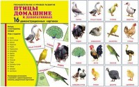 Демонстрационные карточки "Птицы домашние и декоративные" - fgospostavki.ru - Нижний Тагил