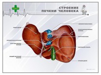 Стенд "Строение печени человека" - fgospostavki.ru - Нижний Тагил
