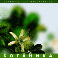 Ботаника. (Цифровая база изображений) - fgospostavki.ru - Нижний Тагил