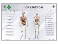 Электрифицированный стенд-тренажер "Скелетон" - fgospostavki.ru - Нижний Тагил