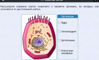 Интерактивные курсы. Биология 8 класс. Базовый - fgospostavki.ru - Нижний Тагил