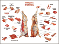 Таблица "Правила разделки мясных туш. Говядина и телятина" (100х140 сантиметров, винил) - fgospostavki.ru - Нижний Тагил
