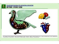 Рельефная таблица "Внутреннее строение голубя" (формат А1, матовое ламинирование) - fgospostavki.ru - Нижний Тагил