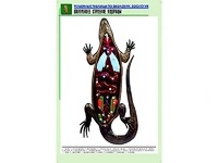 Рельефная таблица "Внутреннее строение ящерицы" (формат А1, матовое ламинирование) - fgospostavki.ru - Нижний Тагил