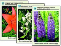 Гербарий фотографический "Основные группы растений" - fgospostavki.ru - Нижний Тагил