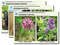 Гербарий фотографический "Сельскохозяйственные растения России" - fgospostavki.ru - Нижний Тагил