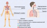 Интерактивные курсы. Биология 9 класс. Базовый. - fgospostavki.ru - Нижний Тагил