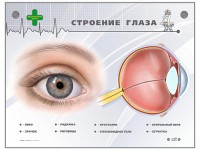 Интерактивный стенд "Строение глаза" - fgospostavki.ru - Нижний Тагил