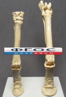 Скелет конечности лошади (передняя и задняя) на подставке - fgospostavki.ru - Нижний Тагил