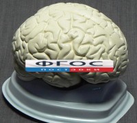 Модель "Мозг в разрезе" (белый) - fgospostavki.ru - Нижний Тагил