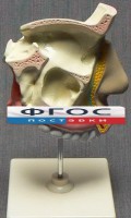 Модель "Разрез носоглотки" - fgospostavki.ru - Нижний Тагил