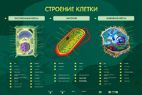 Электрифицированный стенд "Строение клетки" с маркерными полями - fgospostavki.ru - Нижний Тагил