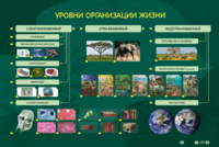 Электрифицированный стенд "Уровни организации жизни" - fgospostavki.ru - Нижний Тагил