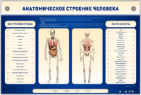Электрифицированный стенд-тренажер c макетом скелета "Анатомическое строение человека" - fgospostavki.ru - Нижний Тагил