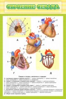 Стенд "Строение сердца" - fgospostavki.ru - Нижний Тагил