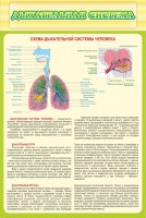 Стенд "Дыхательная система" - fgospostavki.ru - Нижний Тагил