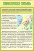 Стенд "Биосинтез белка" - fgospostavki.ru - Нижний Тагил