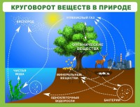 Стенд "Круговорот веществ" - fgospostavki.ru - Нижний Тагил