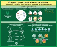 Стенд "Формы размножения организмов" - fgospostavki.ru - Нижний Тагил