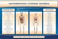 Электрифицированный стенд-тренажер c макетом скелета "Анатомическое строение человека" - fgospostavki.ru - Нижний Тагил