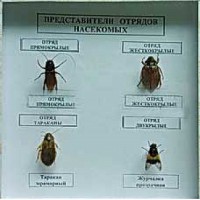 Коллекция энтомологическая "Представители отряда насекомых" - fgospostavki.ru - Нижний Тагил