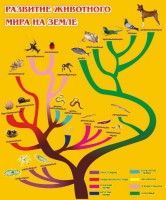 Стенд "Развитие животного мира на земле" - fgospostavki.ru - Нижний Тагил