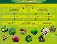Стенд "Систематика растений" - fgospostavki.ru - Нижний Тагил