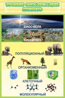 Стенд "Уровни организации живого" - fgospostavki.ru - Нижний Тагил