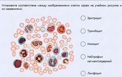 Интерактивные курсы. Биология 11 класс. Расширенный. - fgospostavki.ru - Нижний Тагил