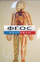 Модель барельефная "Кровеносная система человека" - fgospostavki.ru - Нижний Тагил