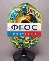 Модель "Клетка растения" - fgospostavki.ru - Нижний Тагил