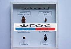 Коллекция "Семейство жуков" - fgospostavki.ru - Нижний Тагил