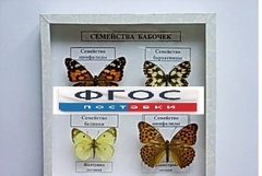 Коллекция "Семейство бабочек" - fgospostavki.ru - Нижний Тагил