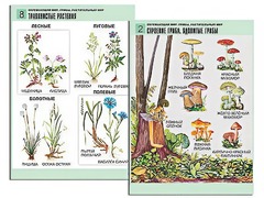 Комплект таблиц "Окружающий мир. Грибы. Растительный мир" (12 таблиц, А1, ламинированные) - fgospostavki.ru - Нижний Тагил