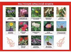 Таблица демонстрационная "Растения Красной книги" (винил 70*100) - fgospostavki.ru - Нижний Тагил