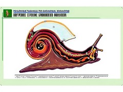 Рельефная таблица "Внутреннее строение брюхоногого моллюска" (формат А1, матовое ламинирование) - fgospostavki.ru - Нижний Тагил