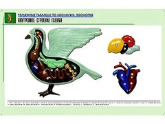 Рельефная таблица "Внутреннее строение голубя" (формат А1, матовое ламинирование) - fgospostavki.ru - Нижний Тагил