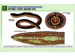 Рельефная таблица "Внутреннее строение дождевого червя" (формат А1, матовое ламинирование) - fgospostavki.ru - Нижний Тагил