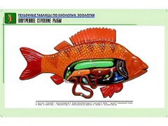 Рельефная таблица "Внутреннее строение рыбы" (формат А1, матовое ламинирование) - fgospostavki.ru - Нижний Тагил