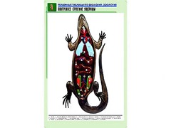Рельефная таблица "Внутреннее строение ящерицы" (формат А1, матовое ламинирование) - fgospostavki.ru - Нижний Тагил