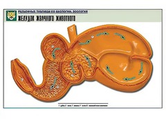 Рельефная таблица "Желудок жвачного животного" (формат А1, матовое ламинирование) - fgospostavki.ru - Нижний Тагил