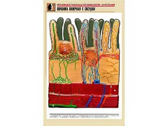 Рельефная таблица "Ворсинка кишечная с сосудом" (формат А1, матовое ламинирование) - fgospostavki.ru - Нижний Тагил