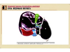 Рельефная таблица "Печень. Висцеральная поверхность" (формат А1, матовое ламинирование) - fgospostavki.ru - Нижний Тагил