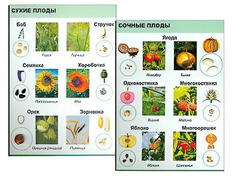 Коллекция "Семена и плоды" - fgospostavki.ru - Нижний Тагил