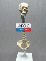 Модель "Позвоночник с черепом и тазом" - fgospostavki.ru - Нижний Тагил