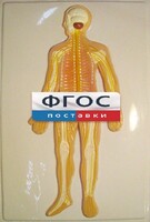 Модель барельефная "Нервная система человека" - fgospostavki.ru - Нижний Тагил