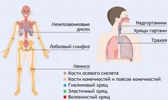 Интерактивные курсы. Биология 9 класс. Базовый. - fgospostavki.ru - Нижний Тагил