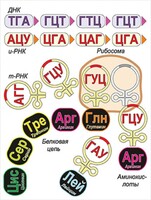 Модель-аппликация Биосинтез белка - fgospostavki.ru - Нижний Тагил